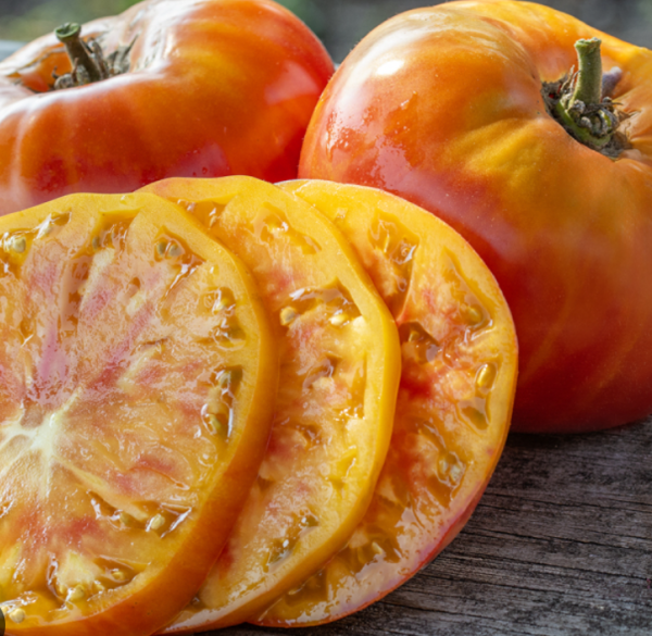Tomato - Big Rainbow (3.25" pot)